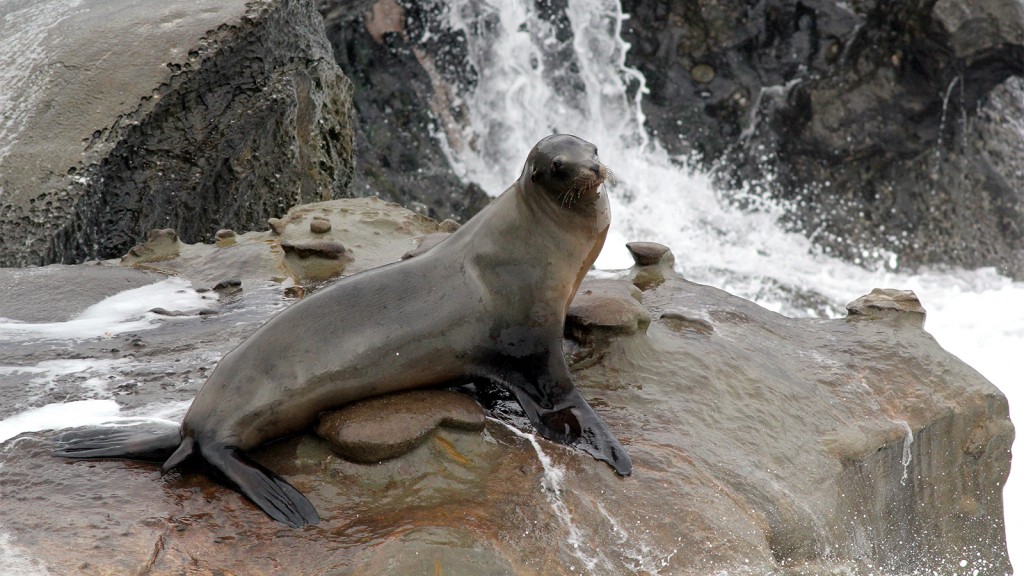 動物好朋友】加洲海獅(California sea lion) - 國家地理雜誌中文網