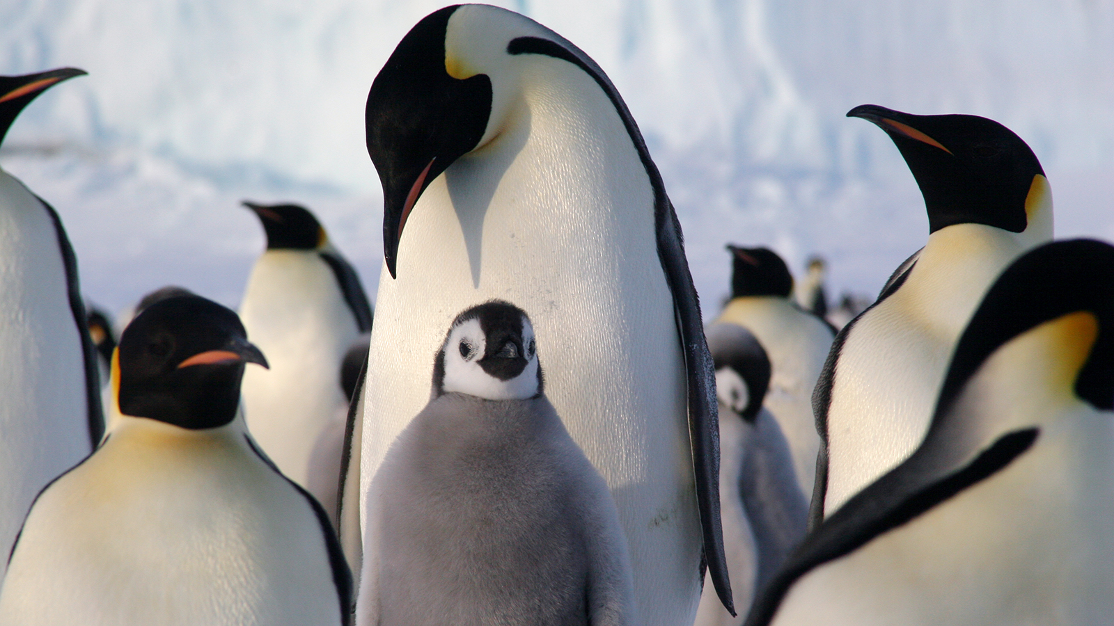 【动物好朋友】皇帝企鹅(emperor penguin)