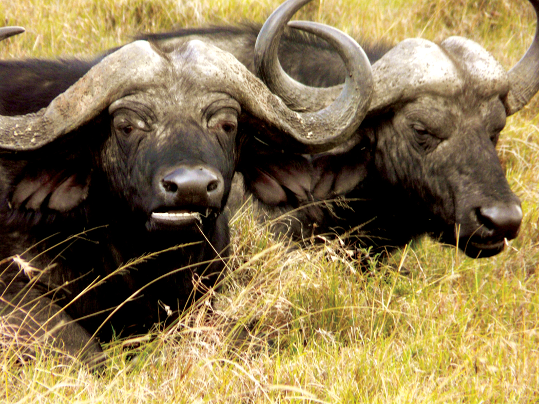 buffalo_twins