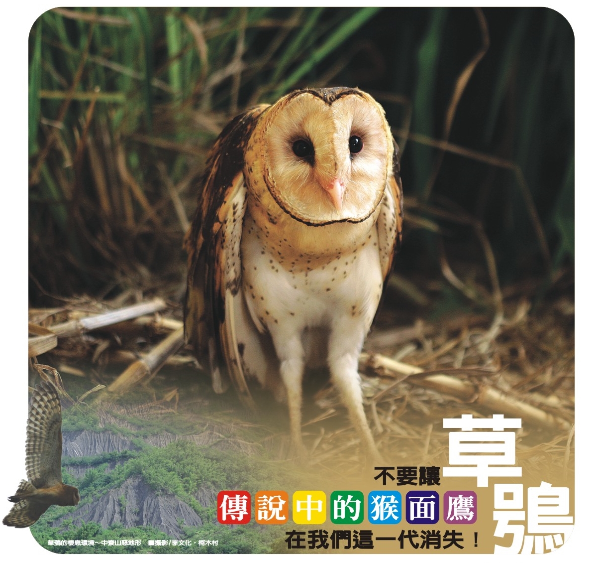 瀕危一級保育類草鴞 16國家地理為野生動物而跑 國家地理雜誌中文網