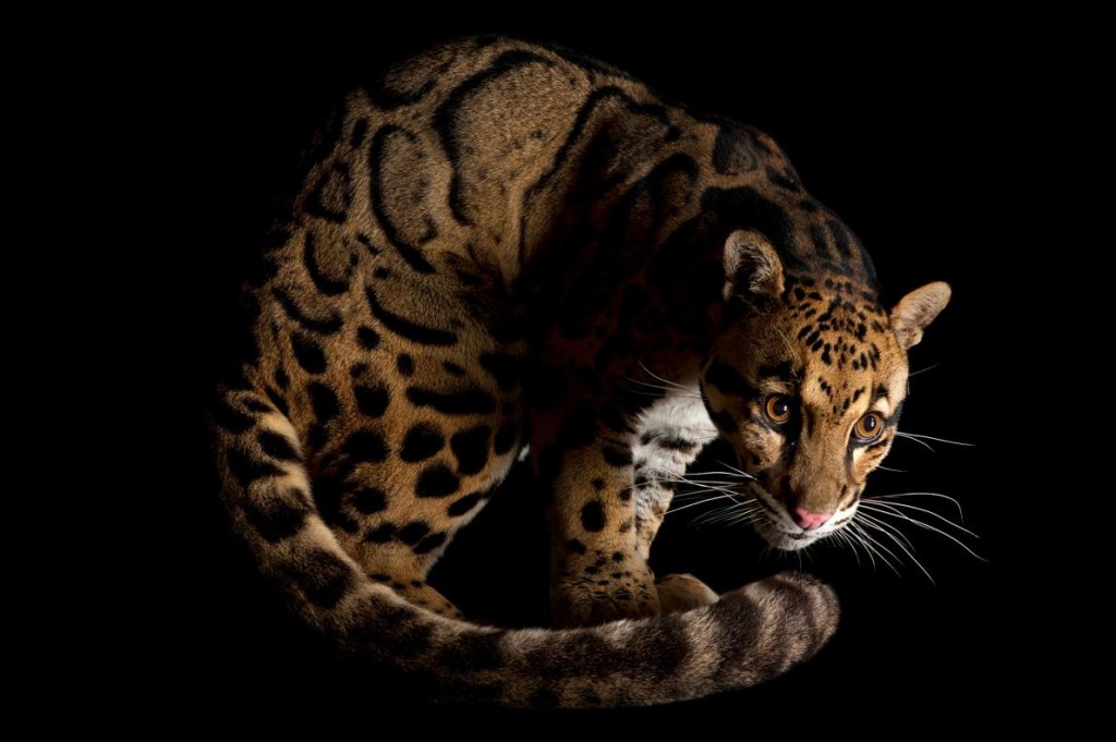 Photograph by Joel Sartore