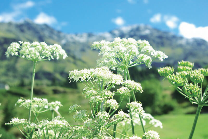 chrysanthemum