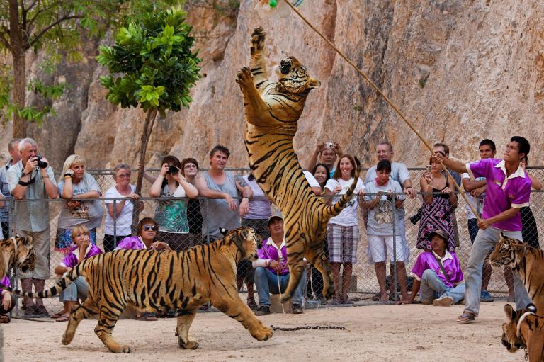 動保人士表示，讓野生動物進行表演以及和人類互動會對動物造成心理壓力。PHOTOGRAPH BY STEVE WINTER, NATIONAL GEOGRAPHIC CREATIVE