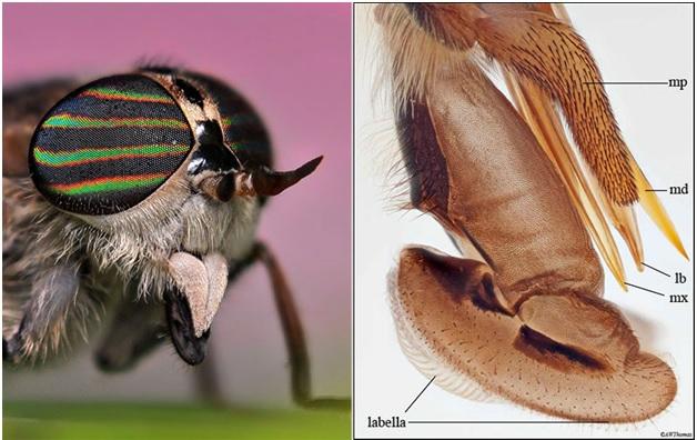 身懷六把 劍 蚊子是這樣吸血的 國家地理雜誌中文網