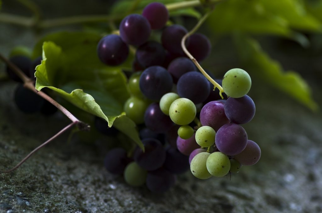 grapes-928579_1280