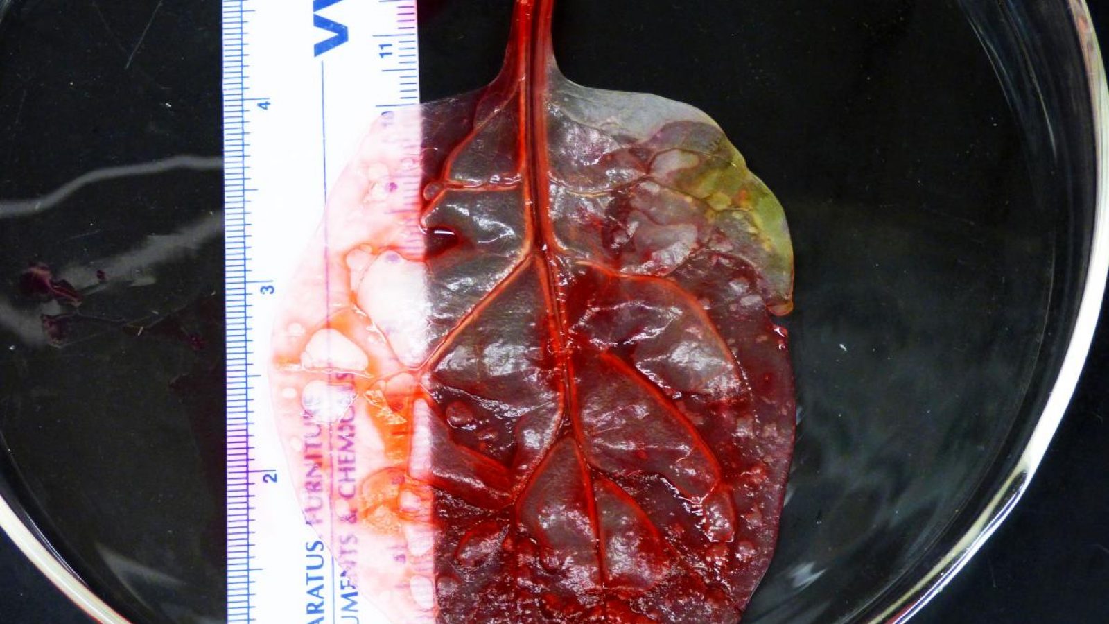 菠菜葉代替心臟組織 (1)