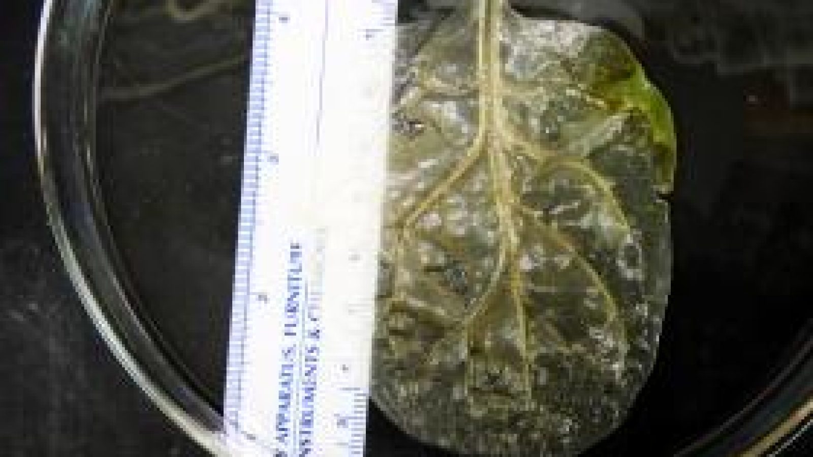 菠菜葉代替心臟組織 (2)