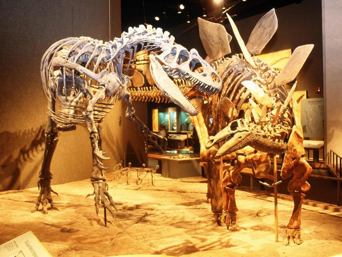 博物館裡展示的恐龍