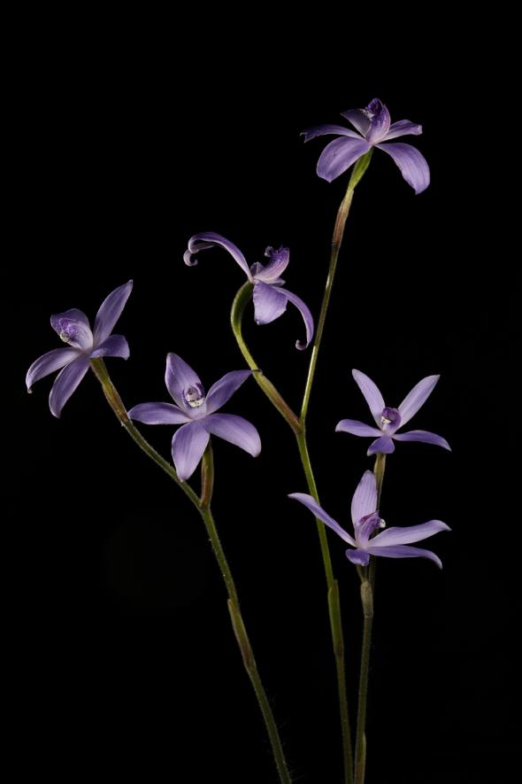 澳洲藍花蘭