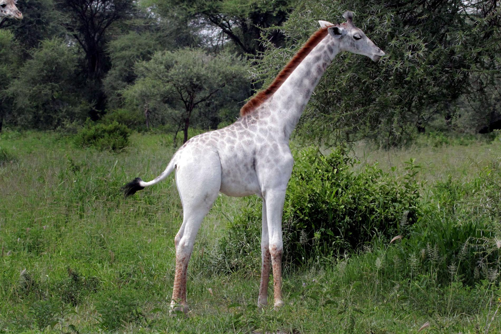 一歲的白色馬賽長頸鹿