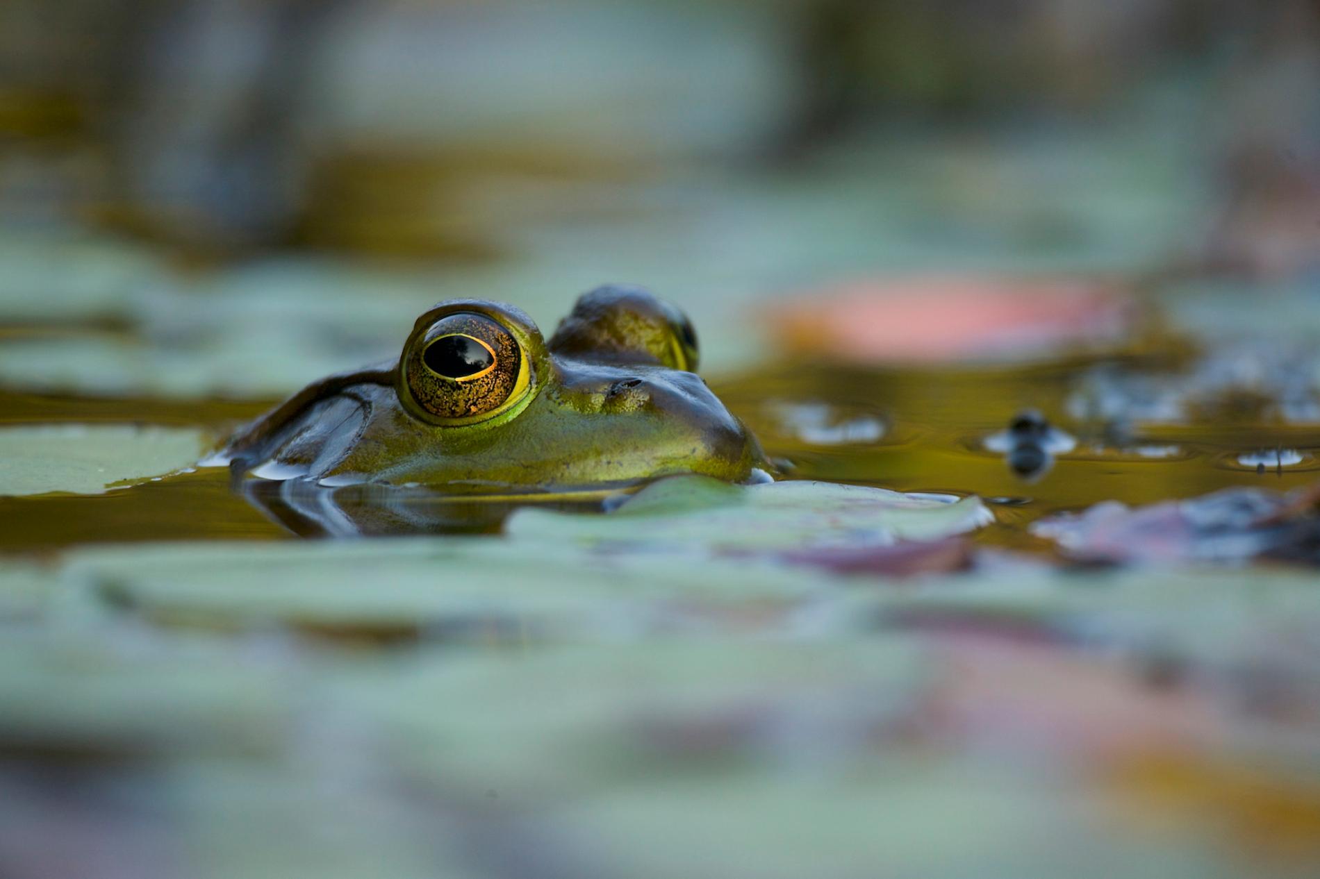 牛蛙從浮水植物中探頭