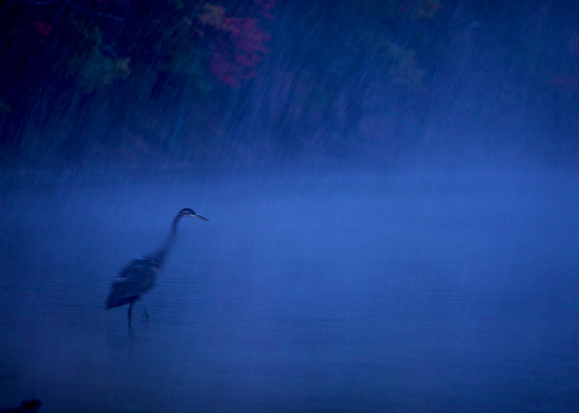 大藍鷺兀立在瓦爾登湖