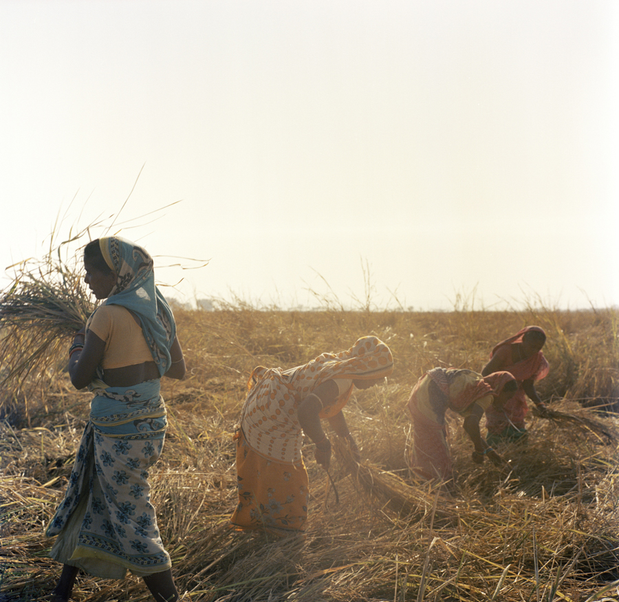 Dec. 16 2016 - Dalit women work in the rice fields near Harirajpur, Odisha. "We are involved in daily labor for only a few days a month and then we sit and wait. We have no work to support our families…Give me the work and I will do it," one woman said. These women were each paid 180 rupees for eight hours of labor, roughly $2.65 USD.