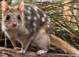 消失近半世纪,可爱讨喜的东袋鼬重返澳洲大陆了!