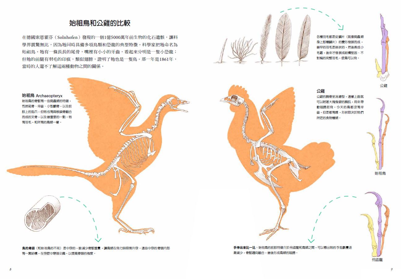 Как петух оплодотворяет курицу схема. От динозавра к петуху. От тираннозавра к петуху! Большая книга эволюции животного мира. От тираннозавра к петуху.