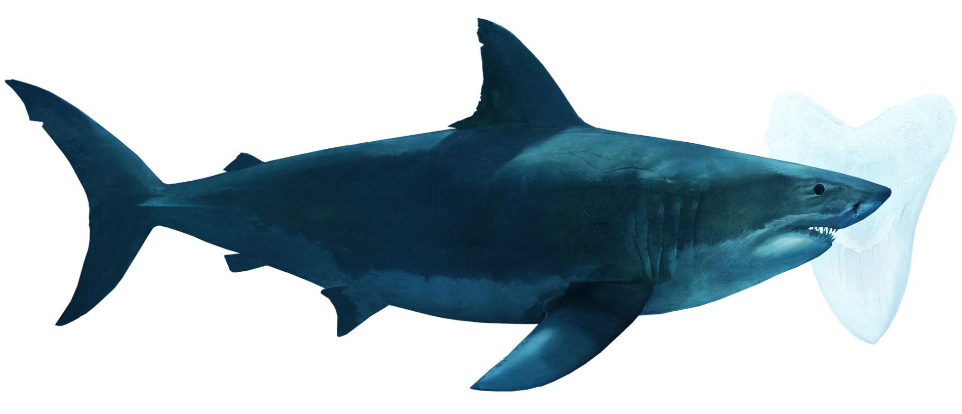 巨齒鯊確定是滅絕了──要怪的可能就是大白鯊- 國家地理雜誌中文網